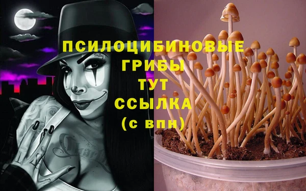 крисы Баксан