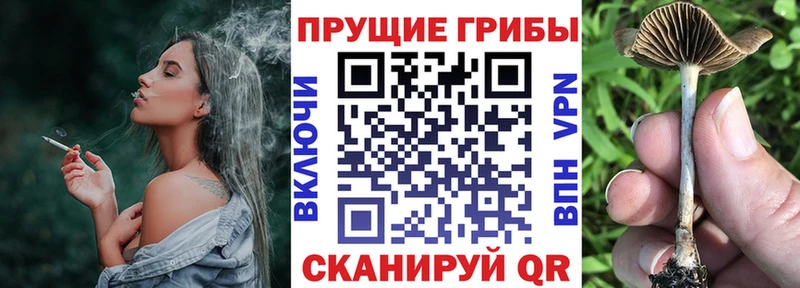 цена   Гурьевск  KRAKEN tor  Псилоцибиновые грибы Magic Shrooms 